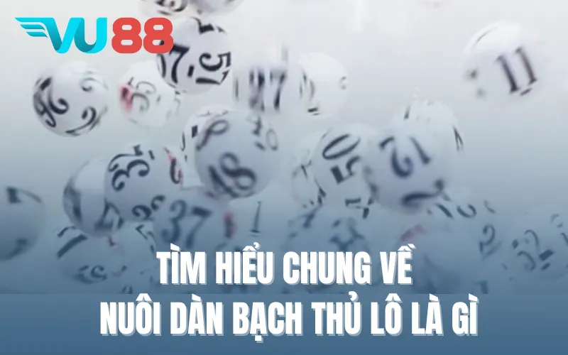 Tìm hiểu chung về nuôi dàn bạch thủ lô là gì